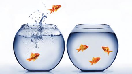 Zenith Umzüge, Freiburg